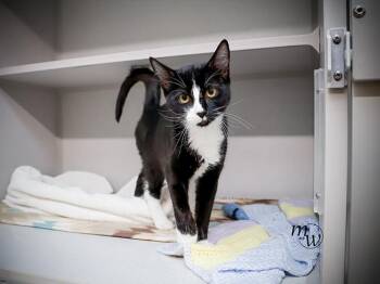 CRAYOLA -  Domestic Short Hair Cat for Adoption in Omaha, Nebraska - CRAYOLA | PetCurious