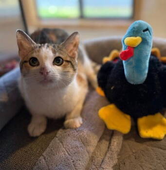 Rescue Domestic Short Hair Cats for Adoption in Midland, Virginia - Strawberry Shortcake | PetCurious