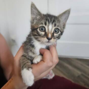 Willow -  Domestic Short Hair Cat for Adoption in Millcreek, Utah - Willow | PetCurious