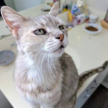 Domestic Short Hair Cats Available for Adoption in Long Beach, California - Mercury | PetCurious