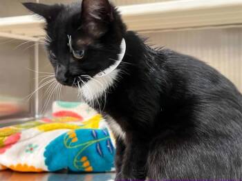 FLOW -  Domestic Short Hair Cat for Adoption in Tustin, California - FLOW | PetCurious