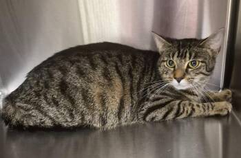Thelma -  Domestic Short Hair Cat for Adoption in Christiansburg, Virginia - Thelma | PetCurious