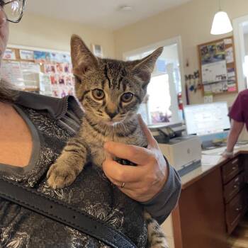 Hughy -  Domestic Short Hair Cat for Adoption in Priest River, Idaho - Hughy | PetCurious