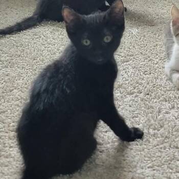 Knauf -  Domestic Short Hair Cat for Adoption in Hedgesville, West Virginia - Knauf | PetCurious