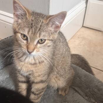 Theodore -  Domestic Short Hair Cat Available for Adoption in West Deptford, New Jersey - Theodore | PetCurious