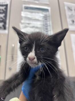 Domestic Short Hair Cats Available for Adoption in Las Vegas, Nevada - DARTH VADER | PetCurious