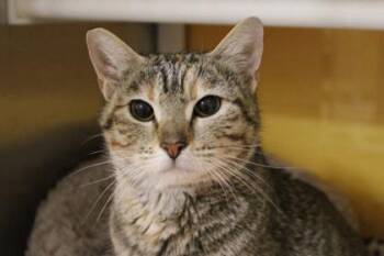 Domestic Short Hair Cats Available for Adoption in Kansas City, Missouri - Leila | PetCurious