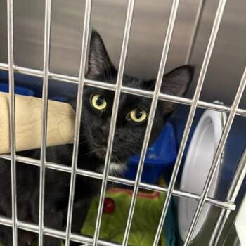 Marlene -  Domestic Medium Hair and Domestic Short Hair Cat for Adoption in Gwinn, Michigan - Marlene | PetCurious