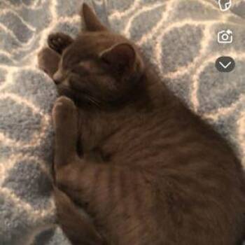 Sally -  Domestic Short Hair Cat for Adoption in West Palm Beach, Florida - Sally | PetCurious