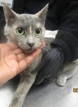 Domestic Short Hair Cats Available for Adoption - Missy (683) | PetCurious