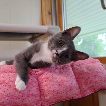 Lavender -  Russian Blue and Domestic Short Hair Cat for Adoption in Montour Falls, New York - Lavender | PetCurious