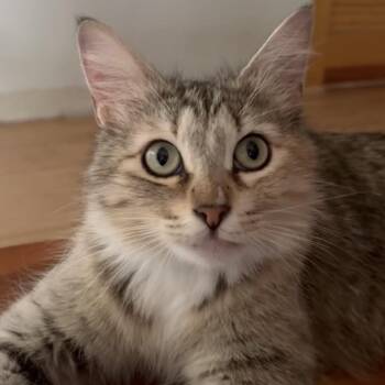 Whimsy -  Domestic Medium Hair Cat Available for Adoption in Tustin, California - Whimsy | PetCurious