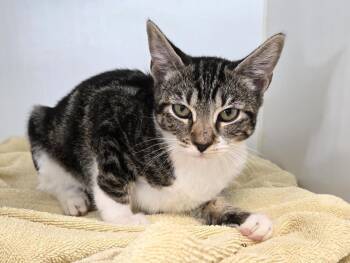 Rescue Domestic Short Hair Cats for Adoption in Texas City, Texas - LORETTA | PetCurious