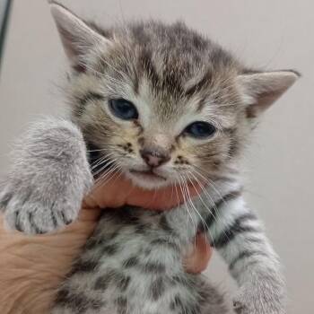 Domestic Short Hair Cats Available for Adoption in Grand Rapids, Minnesota - Fenry | PetCurious