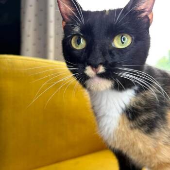 Summer -  Domestic Short Hair Cat for Adoption in Fairway, Kansas - Summer | PetCurious