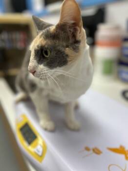 Lily -  Domestic Short Hair Cat for Adoption in Hartsville, South Carolina - Lily | PetCurious
