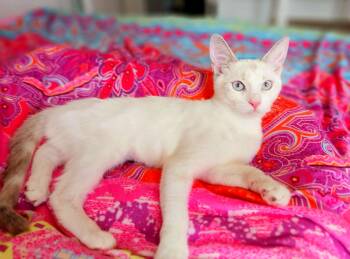 Opal Windermere -  Siamese Cat for Adoption in Miami, Arizona - Opal Windermere | PetCurious