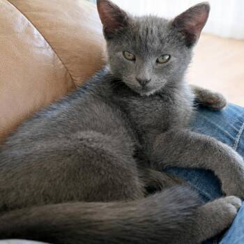 Domestic Short Hair Cats Available for Adoption - Meowthew | PetCurious