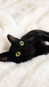 Cookie -  Domestic Short Hair Cat for Adoption in Walnut Creek, California - Cookie | PetCurious