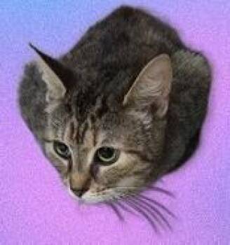 Hope -  Domestic Short Hair Cat for Adoption in Simcoe, Ontario - Hope | PetCurious