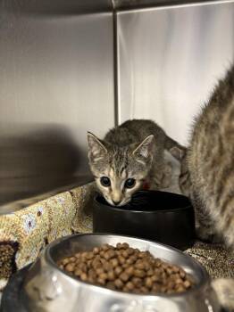 Pipit -  Domestic Short Hair Cat for Adoption in Raleigh, North Carolina - Pipit | PetCurious