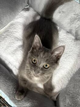 Lyric -  Domestic Short Hair Cat for Adoption in Grand Rapids, Michigan - Lyric | PetCurious