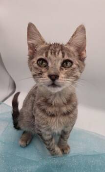Almond -  Domestic Short Hair and Tabby Cat for Adoption in Mobile, Alabama - Almond | PetCurious