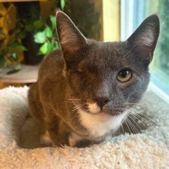 Rescue Domestic Short Hair Cats for Adoption in Los Angeles, California - Simon | PetCurious