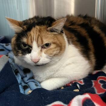 Domestic Short Hair Cats Available for Adoption - Twix | PetCurious