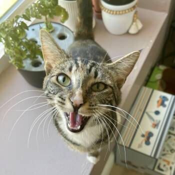 Luci -  Domestic Short Hair Cat for Adoption in Pocatello, Idaho - Luci | PetCurious