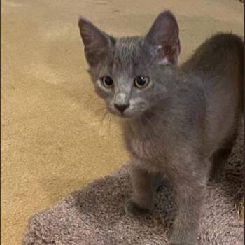 Oakie -  Russian Blue Cat for Adoption in League City, Texas - Oakie | PetCurious