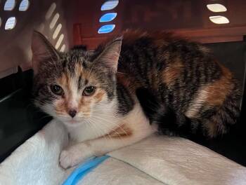 Farrah -  Calico and Tabby Cat for Adoption in Hamilton, Ontario - Farrah | PetCurious