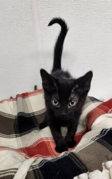 Kitten 27770 (Licorice) -  Domestic Medium Hair Cat for Adoption in Parlier, California - Kitten 27770 (Licorice) | PetCurious