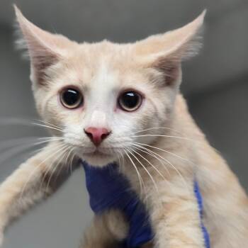 Turkey Leg -  Domestic Short Hair Cat for Adoption in Concord, North Carolina - Turkey Leg | PetCurious