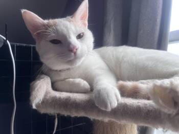 Turkish Van and Tabby Cats Available for Adoption in Newark Valley, New York - Cream Sickle | PetCurious
