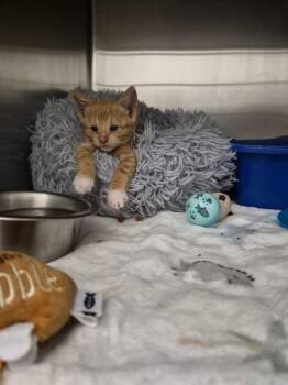 Cutie -  Domestic Short Hair Cat for Adoption in Morristown, Tennessee - Cutie | PetCurious