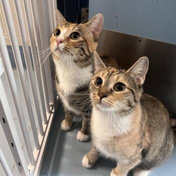 Pumpkin -  Domestic Short Hair and Domestic Medium Hair Cat for Adoption in Brockton, Massachusetts - Pumpkin | PetCurious