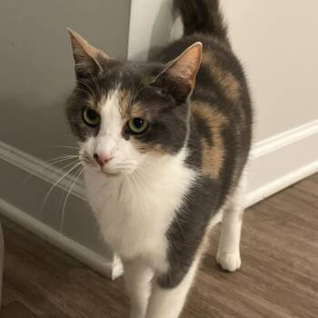 Oatmeal -  Domestic Short Hair Cat for Adoption in Greenville, South Carolina - Oatmeal | PetCurious