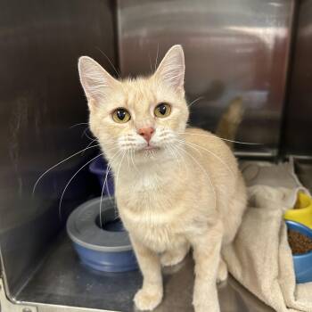 Sherbert -  Domestic Medium Hair Cat for Adoption in La Grange Park, Illinois - Sherbert | PetCurious