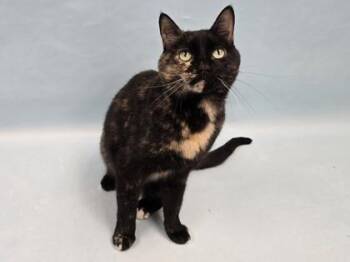 Spex -  Domestic Short Hair Cat for Adoption in Minneapolis, Minnesota - Spex | PetCurious