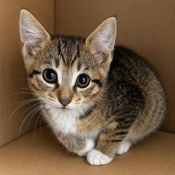 Totino -  Domestic Short Hair Cat for Adoption in Pontiac, Michigan - Totino | PetCurious