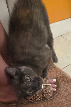 Rescue Domestic Short Hair Cats for Adoption in Parkville, Maryland - Manta Ray | PetCurious