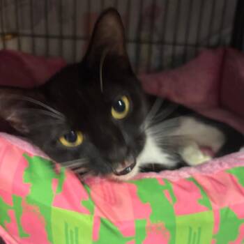Rain -  Domestic Short Hair Cat for Adoption in Port Charlotte, Florida - Rain | PetCurious