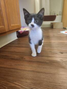 Sam -  American Shorthair Cat for Adoption in Big Rapids, Michigan - Sam | PetCurious
