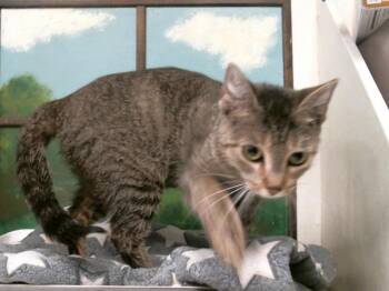 Domestic Short Hair Cats Available for Adoption - DIANA | PetCurious