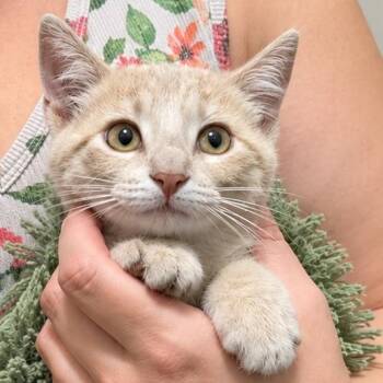 Beetlejuice -  Domestic Short Hair Cat for Adoption in Quincy, Ohio - Beetlejuice | PetCurious