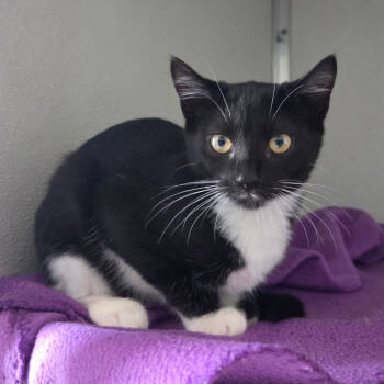 Rescue Domestic Short Hair Cats for Adoption in Chattanooga, Tennessee - Quicksilver | PetCurious