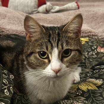 Tabby Cats Available for Adoption - Miss Kitty | PetCurious