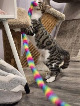 Zoey -  Domestic Short Hair Cat for Adoption in Vancouver, Washington - Zoey | PetCurious