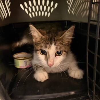 Morgana -  Domestic Short Hair Cat for Adoption in New York, New York - Morgana | PetCurious
